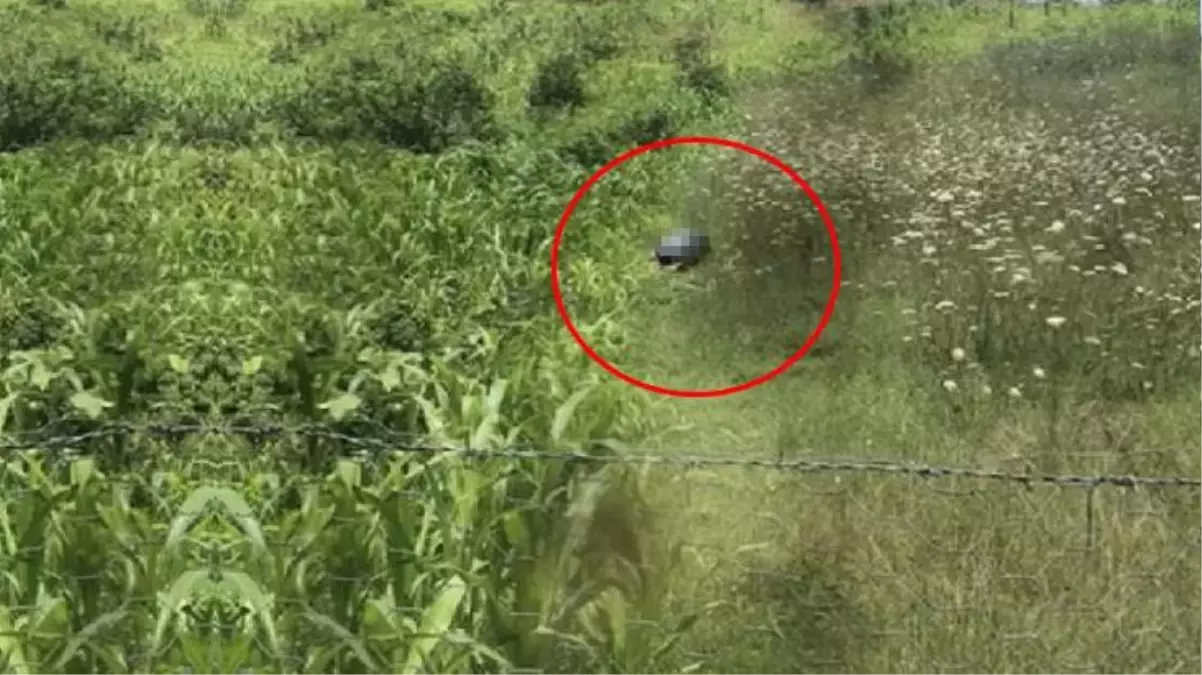 Hayvanları Koruma Kanunu devrede! Köpeğe tecavüz eden sapık bu sefer kolay kurtulmadı