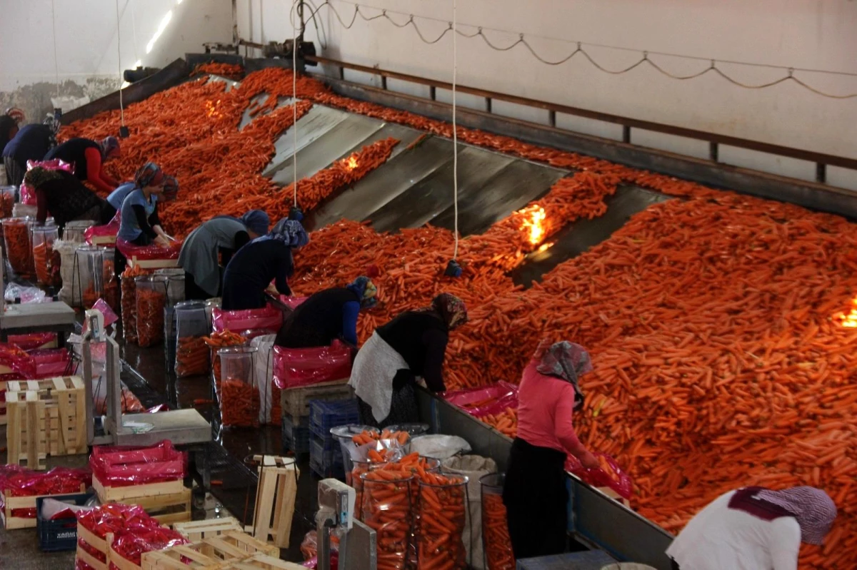 Konya\'da üretilen havuçlar dünya pazarlarına gönderiliyor