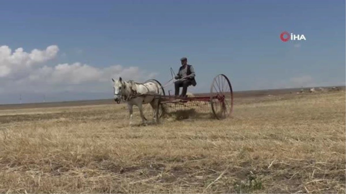 Kuraklığın vurduğu Kars\'ta çiftçilerin hasat mesaisi başladı