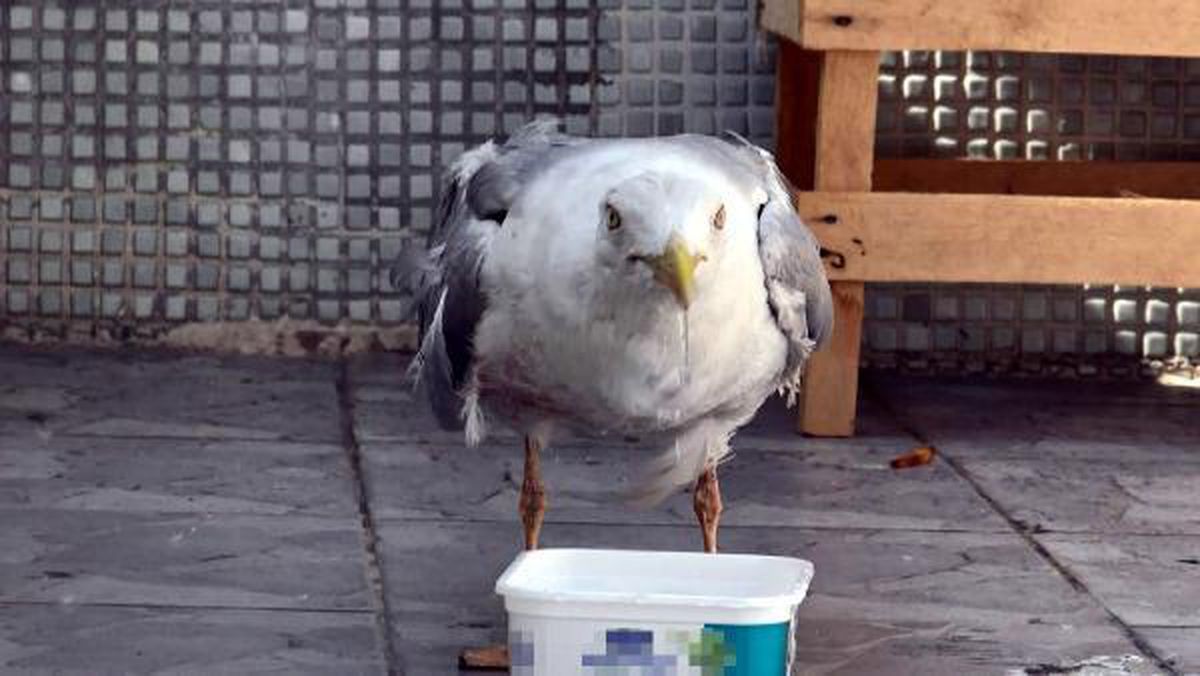 Seagull stuck in the ventilation gap is rescued 6 days later