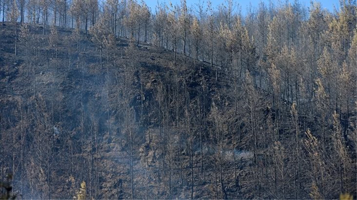 Adana, Kilis, Kütahya ve Köyceğiz\'deki orman yangınları kontrol altına alındı