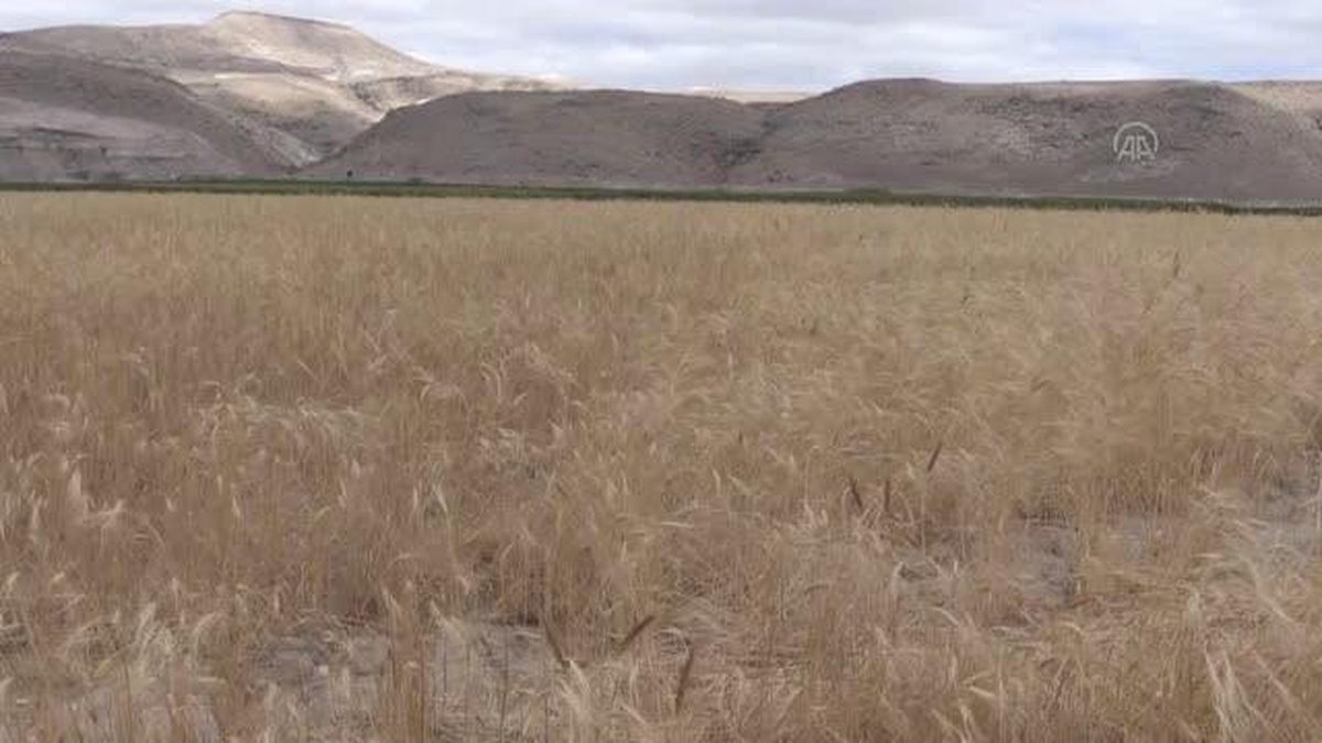 Ata yadigarı "gacer" buğdayının ekim alanı genişletilecek
