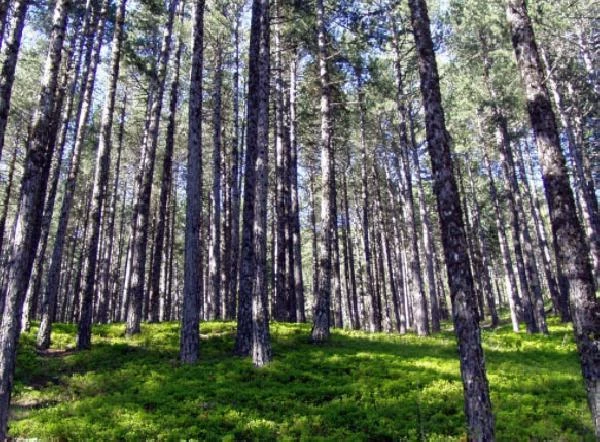 İzmir ve Balıkesir'de ormanlara giriş yasaklandı