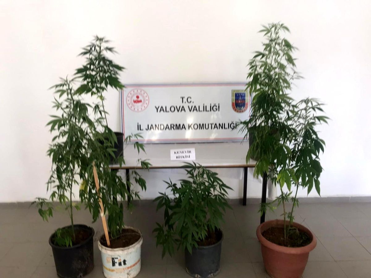 Son dakika haberi | Balkonunda Hint keneviri yetiştiren şahıs gözaltına alındı