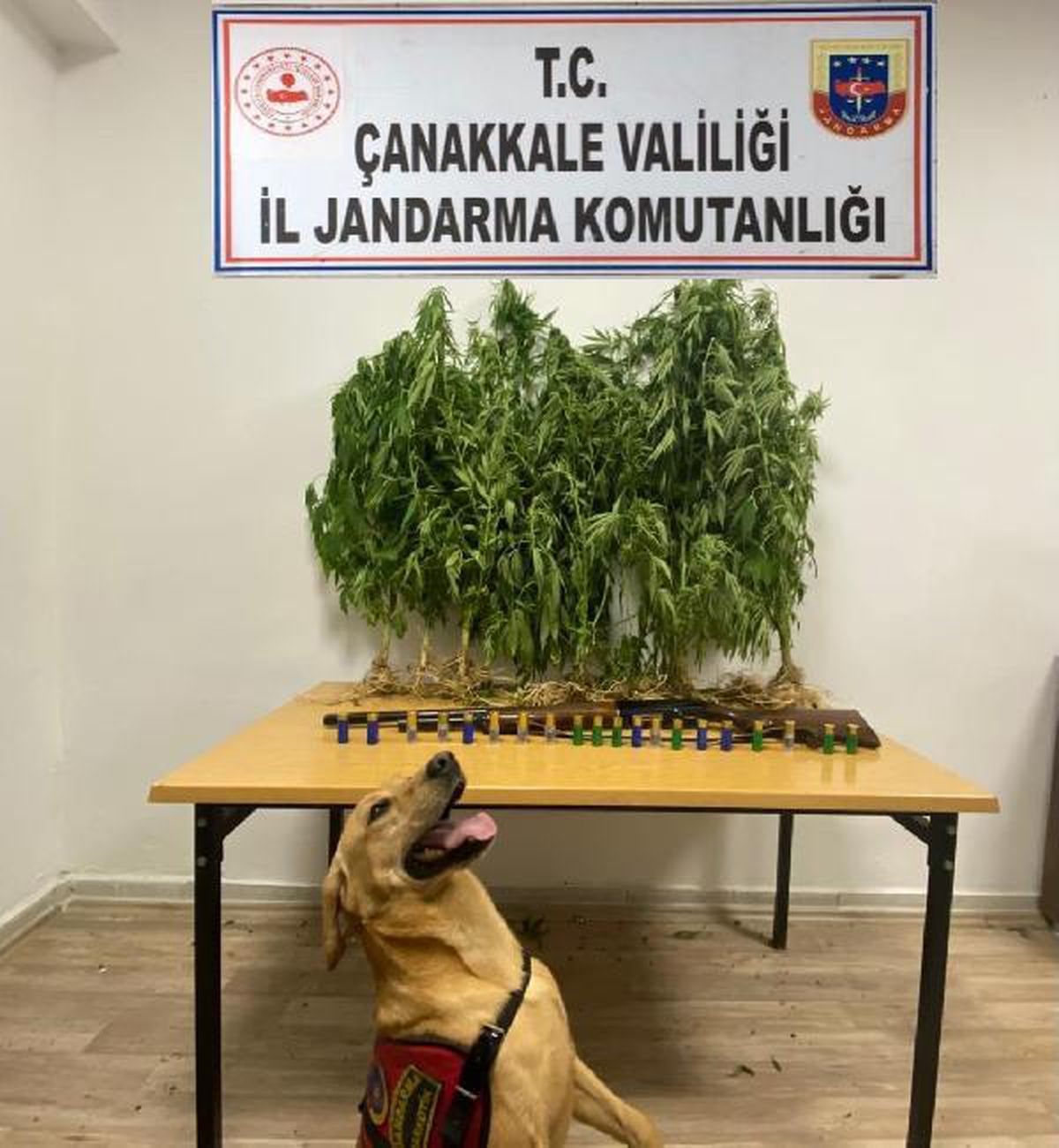 Çanakkale\'de jandarma operasyonu; kenevirleri \'Roket\' buldu