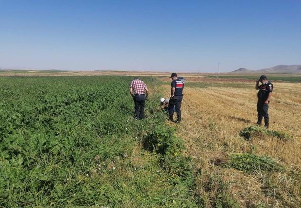Son dakika gündem: Eskişehir\'de 1100 kök Hint keneviri ele geçirilen operasyonda 2 şüpheli yakalandı