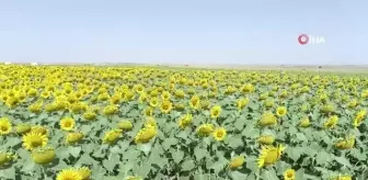 Gündöndüler Tekirdağ'ı sarıya boyadı