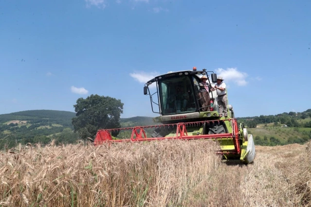 İzmit Belediyesi Nusrat buğday tohumlarını dağıtmaya başlıyor