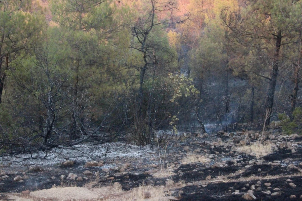 Son dakika: Kilis\'teki orman yangını 5 buçuk saatte güçlükle kontrol altına alındı