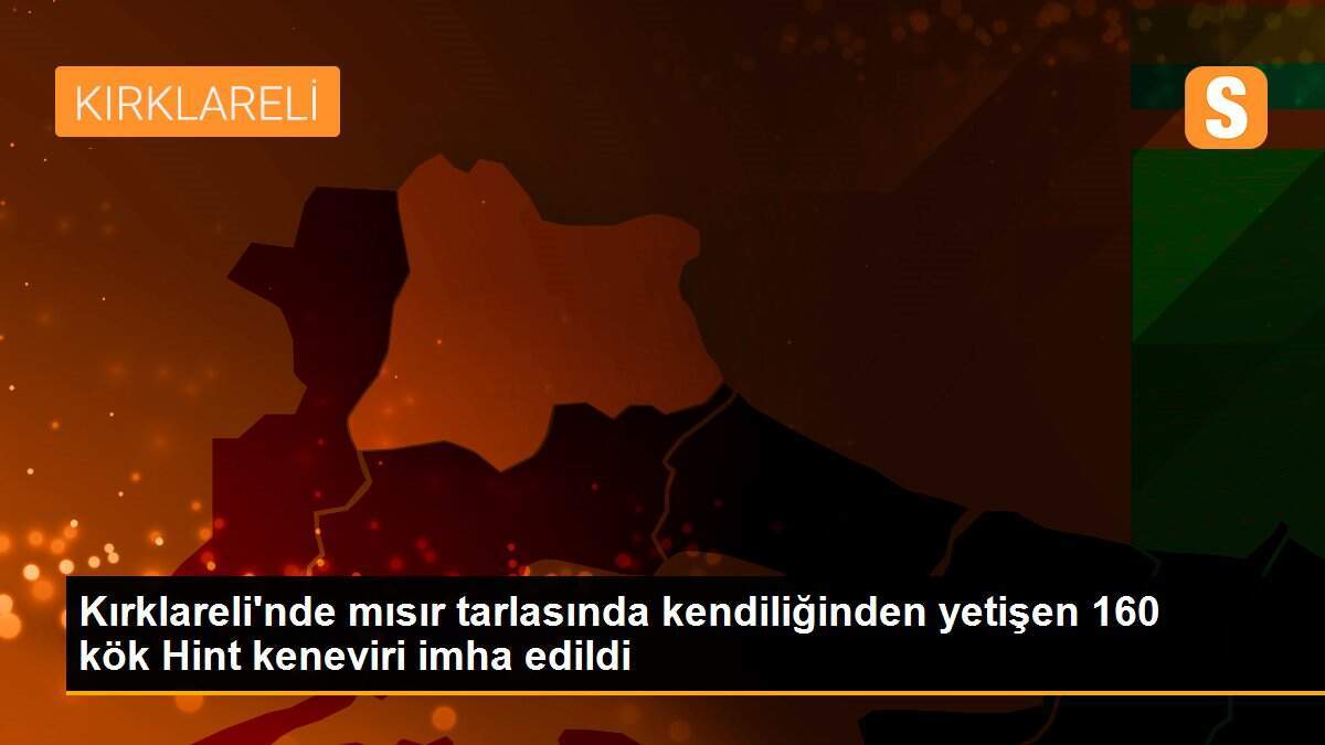 Kırklareli\'nde mısır tarlasında kendiliğinden yetişen 160 kök Hint keneviri imha edildi