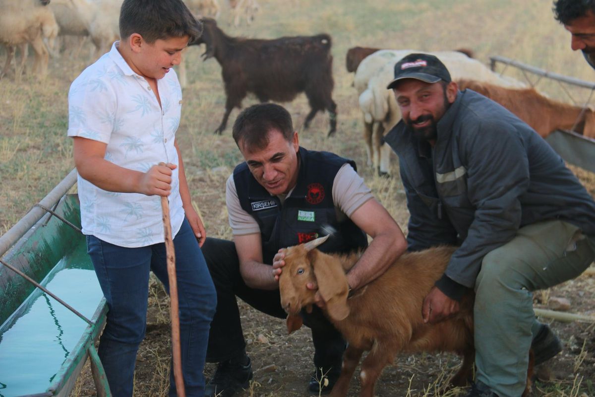 Kırşehir\'de 5 yılda küçükbaş havan sayısı yaklaşık yüzde 50 arttı