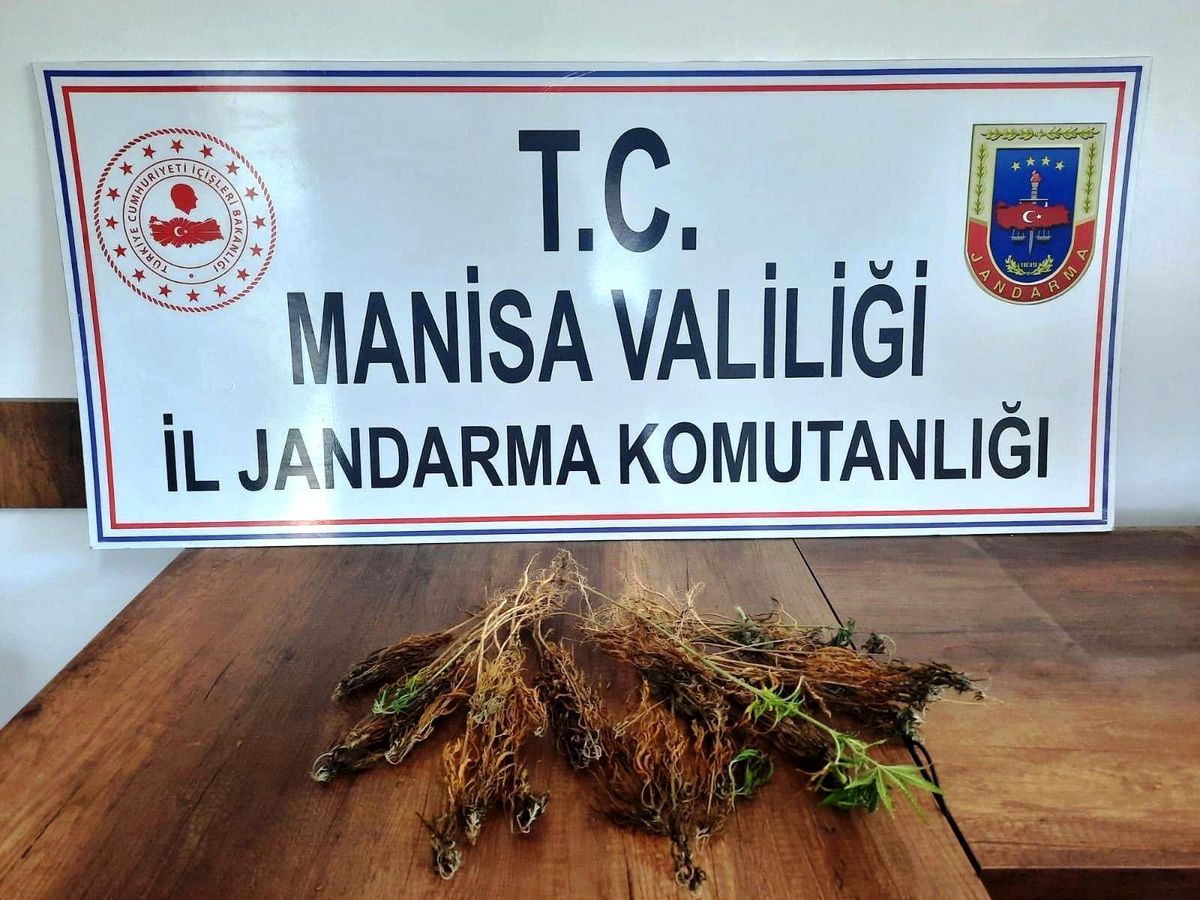 Ormanlık alanda 51 kök kenevir bulundu