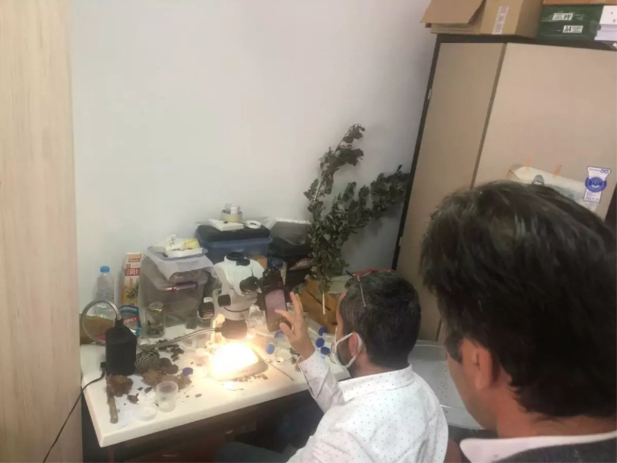 Romanya\'daki ceviz zararlısı, Bartın Üniversitesinde Türk bilim insanlarınca tespit edildi