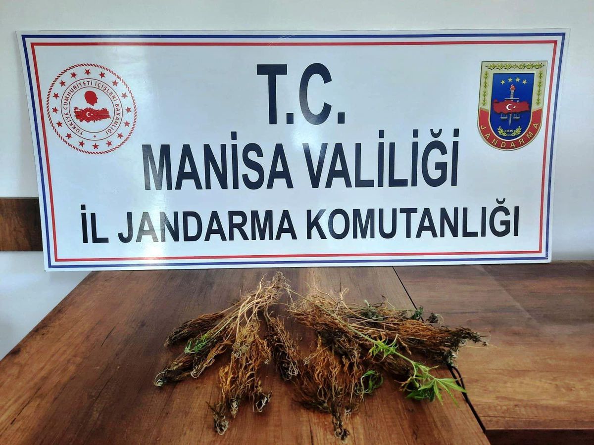 Sarıgöl\'de 51 kök Hint keneviri bitkisi ele geçirildi