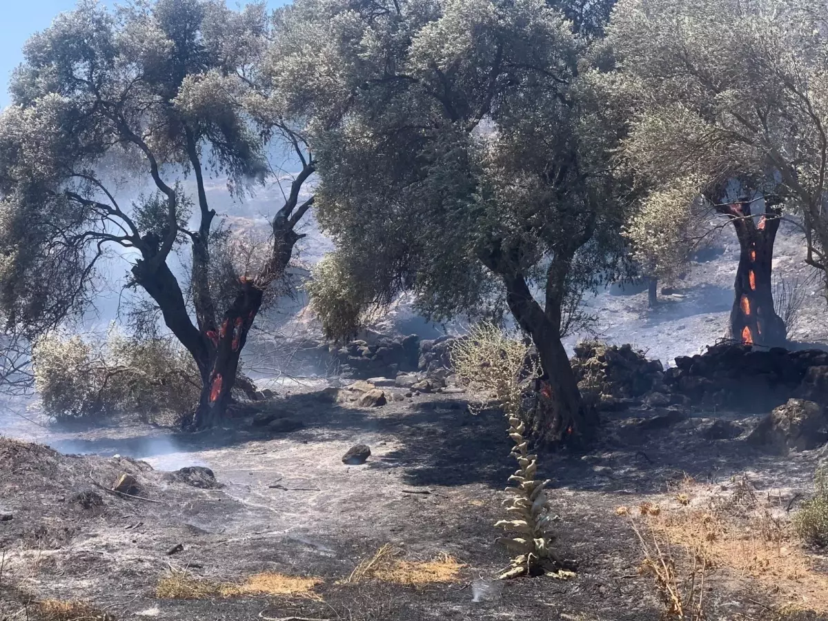 Söke\'deki yangında 30 dönüm alan zarar gördü