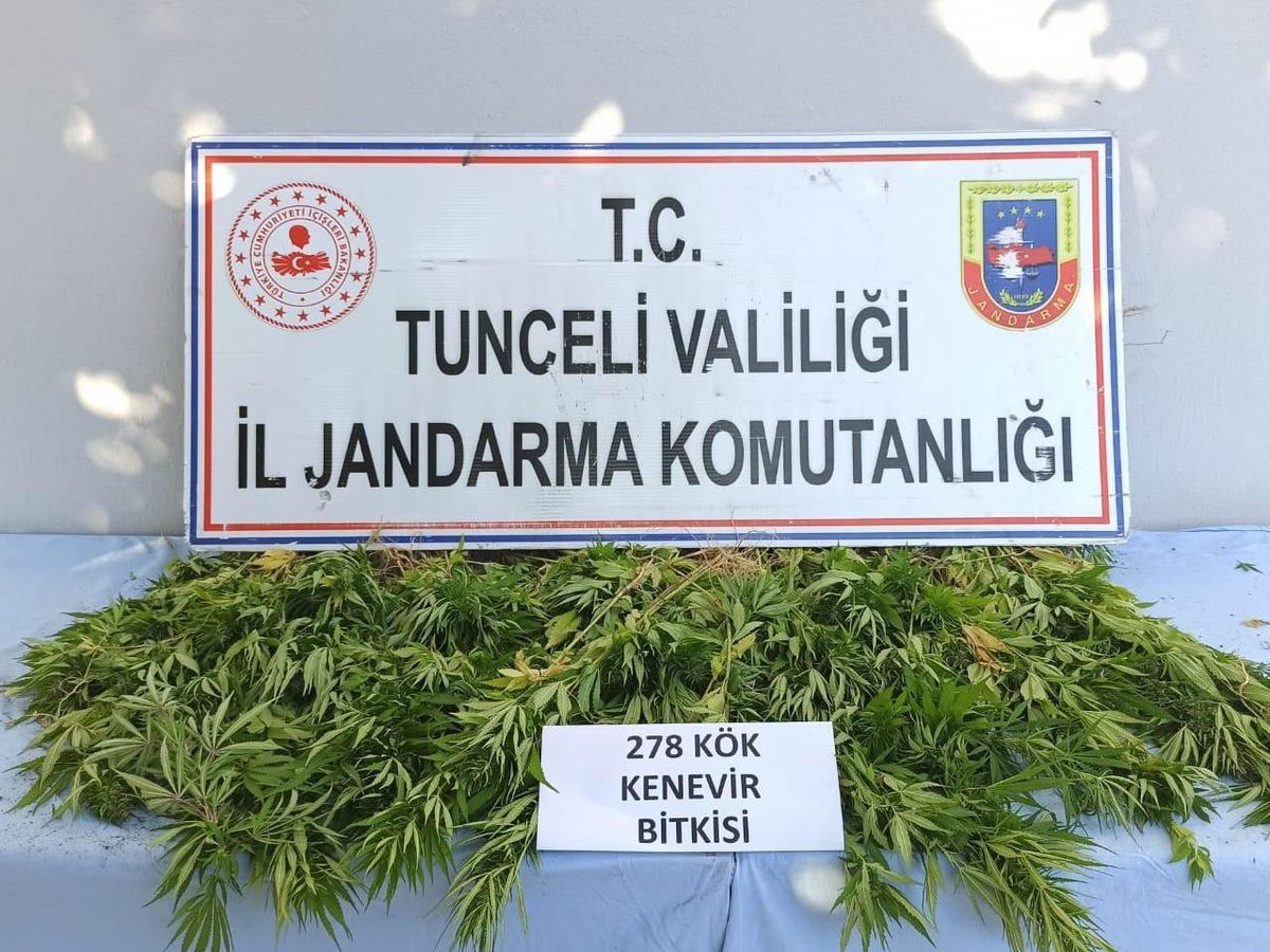 Tunceli\'de 278 kök kenevir bitkisi ele geçirildi