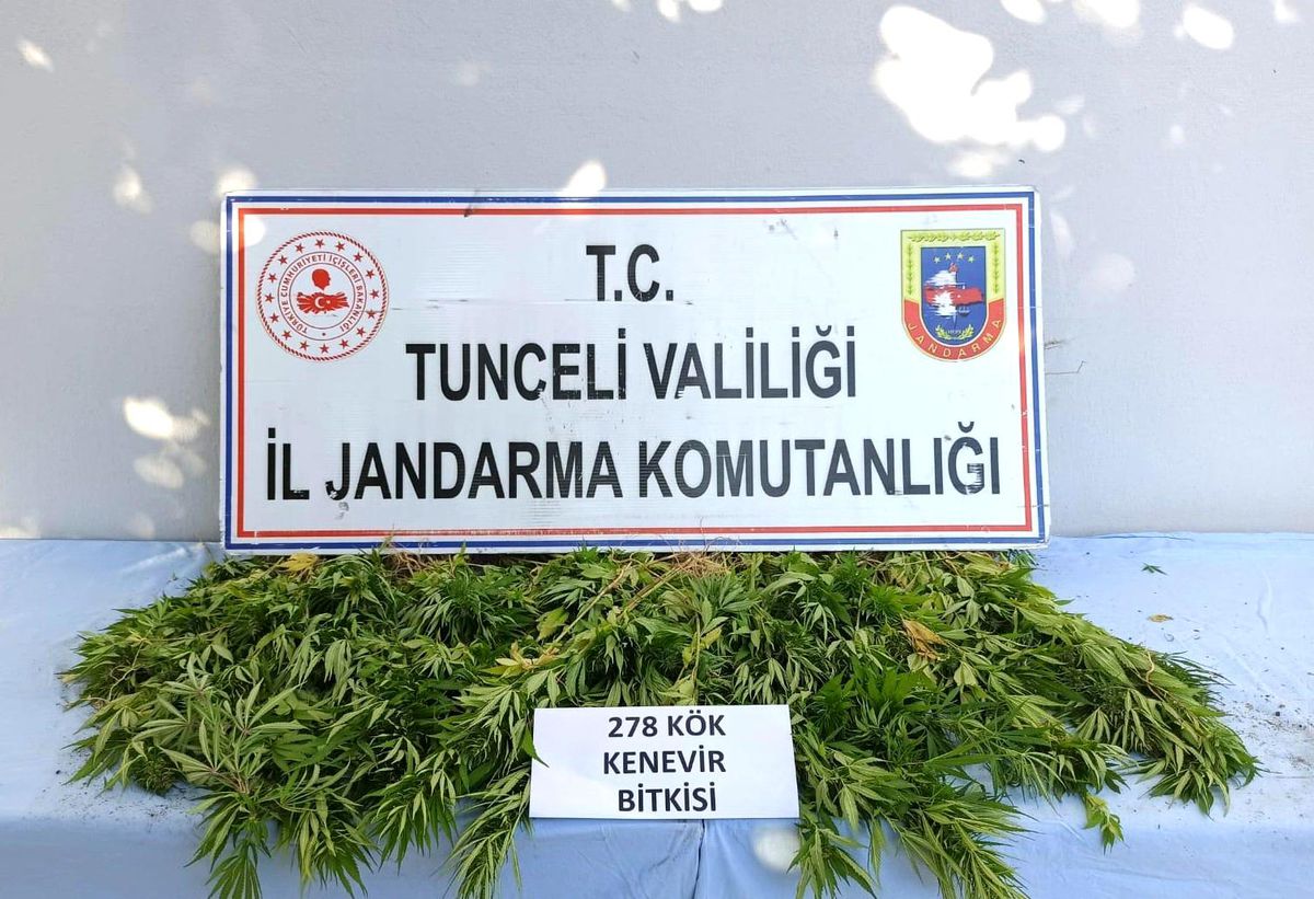 Tunceli\'de 278 kök kenevir ele geçirildi