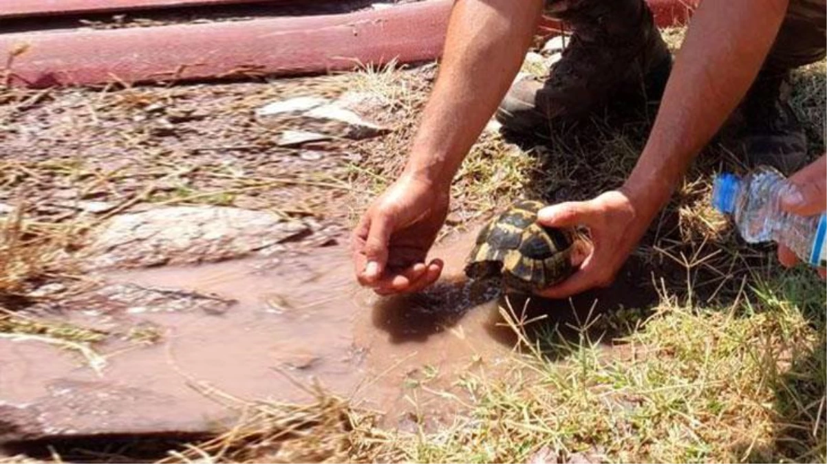 Yangından etkilenen kaplumbağaya elleriyle su içiren Özel Harekat Polisleri, İl Emniyet Müdürü Veysel Tipioğlu\'ndan kutlama aldı