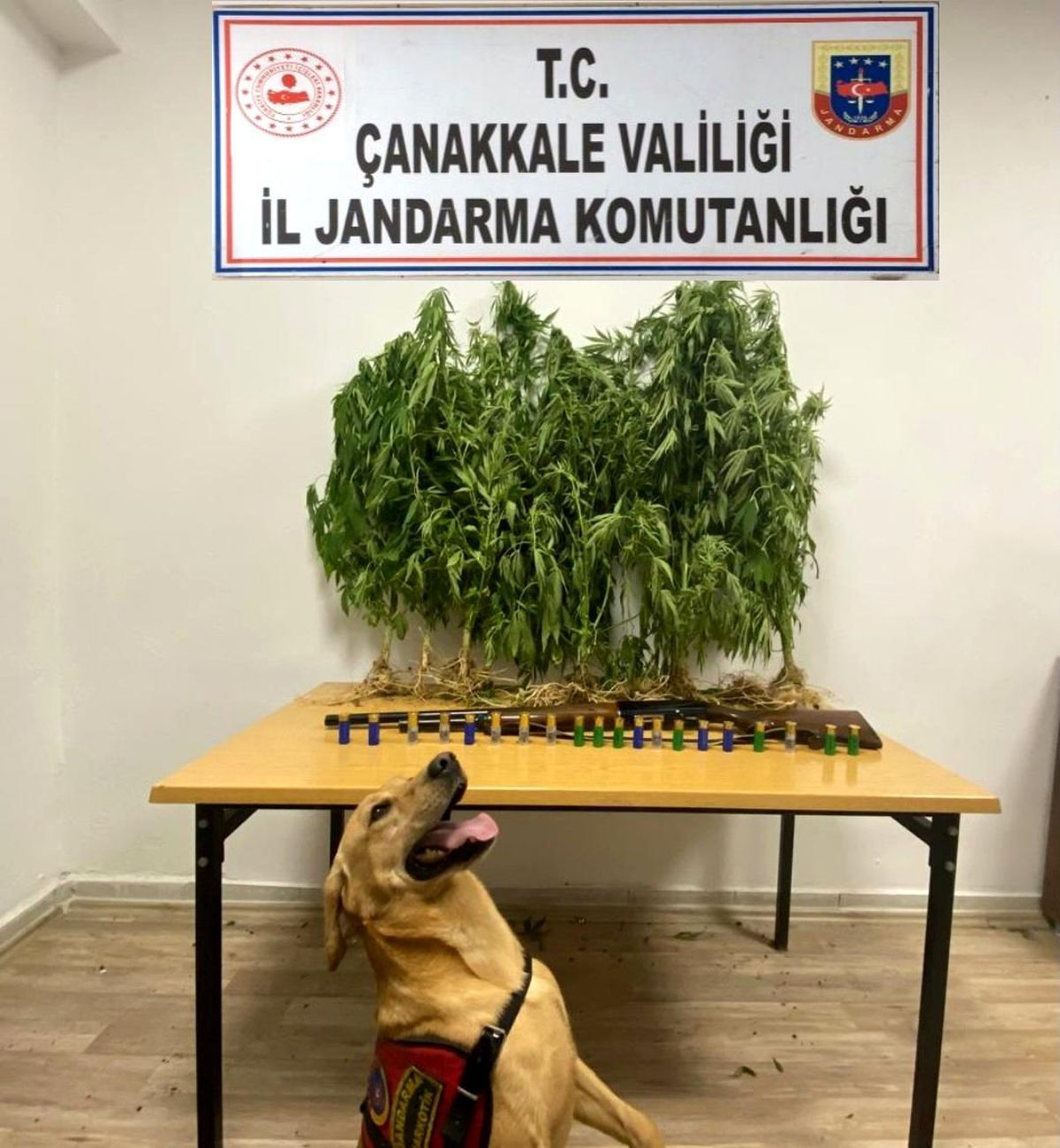 Son Dakika | Yenice\'de uyuşturucu operasyonu: 1 gözaltı