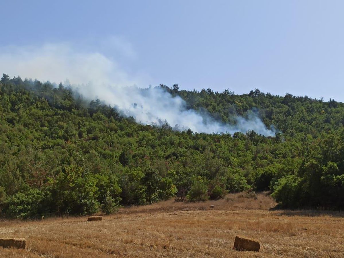 Son Dakika | Balıkesir\'de ormanlık alanda çıkan örtü yangını kontrol altına alındı