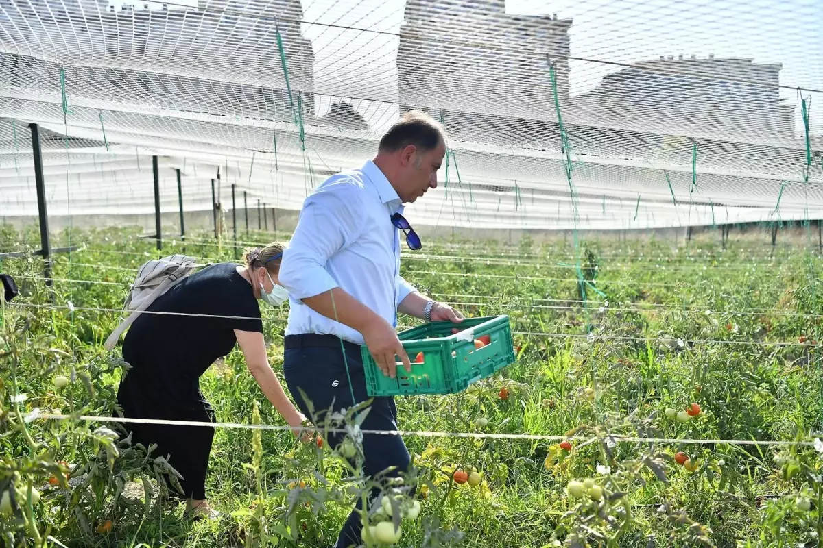 Beylikdüzü Belediyesi Yaşam Bahçesi\'nde yaz hasadı devam ediyor