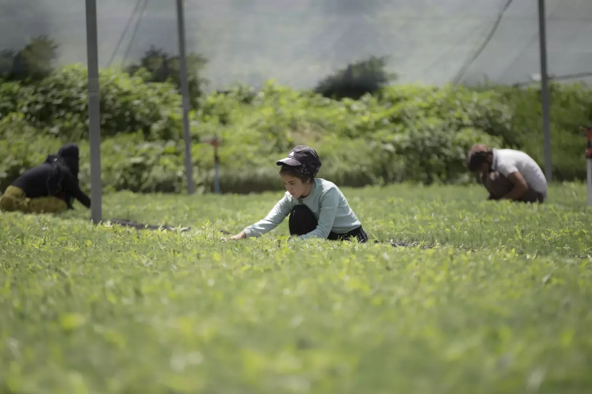 Doğu Anadolu\'nun kıraç toprakları ve yanan ormanları yetiştirilen fidanlarla yeniden yeşeriyor