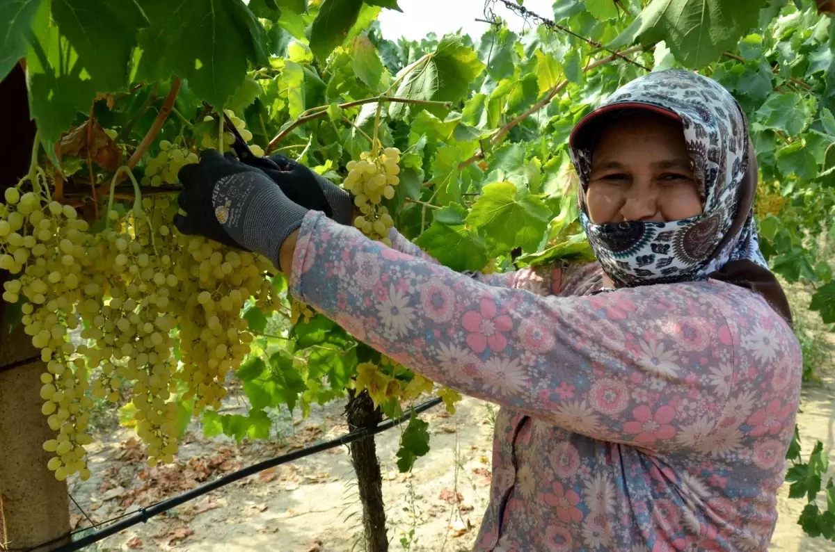 Dünyaca ünlü çekirdeksiz Sultani üzümde hasat 5 Ağustos\'ta başlıyor