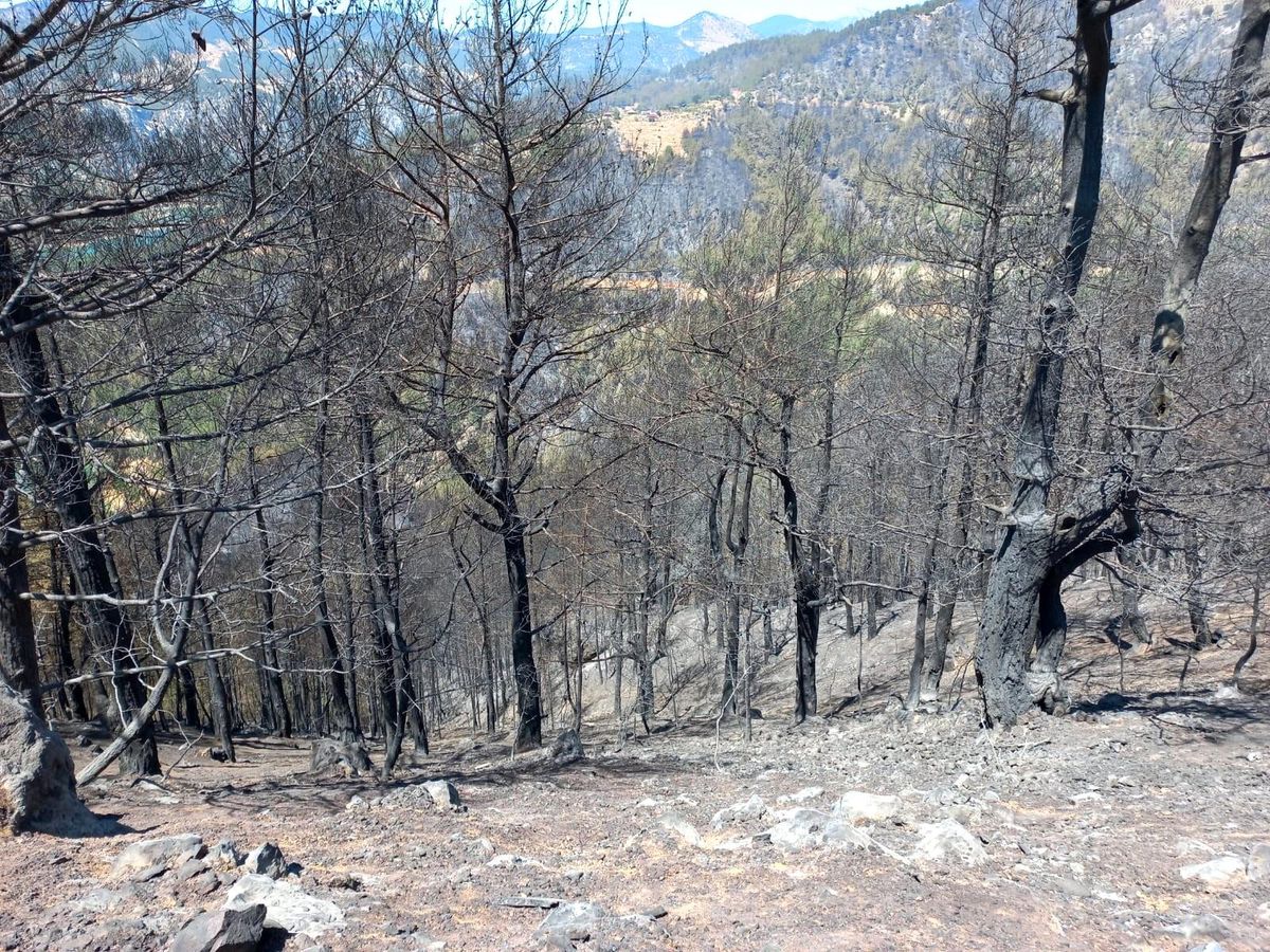 İtfaiye ekipleri kaplumbağayı yanmaktan son anda kurtardı