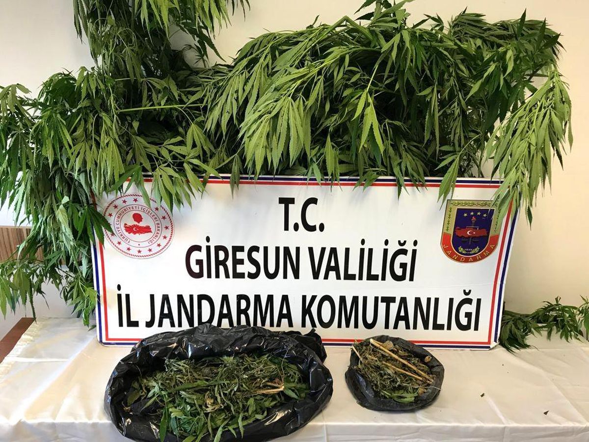 Son dakika haber: Jandarmadan Hint keneviri operasyonu