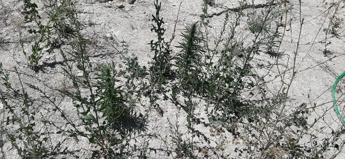 Kahramanmaraş\'ta 34 kök kenevir bitkisi ele geçirildi