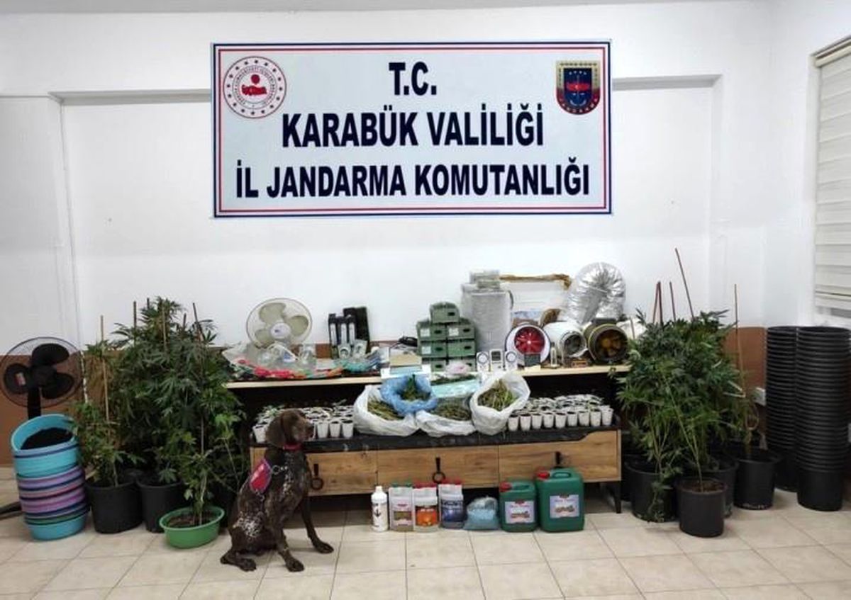 Karabük\'te 149 kök kenevir ele geçirildi