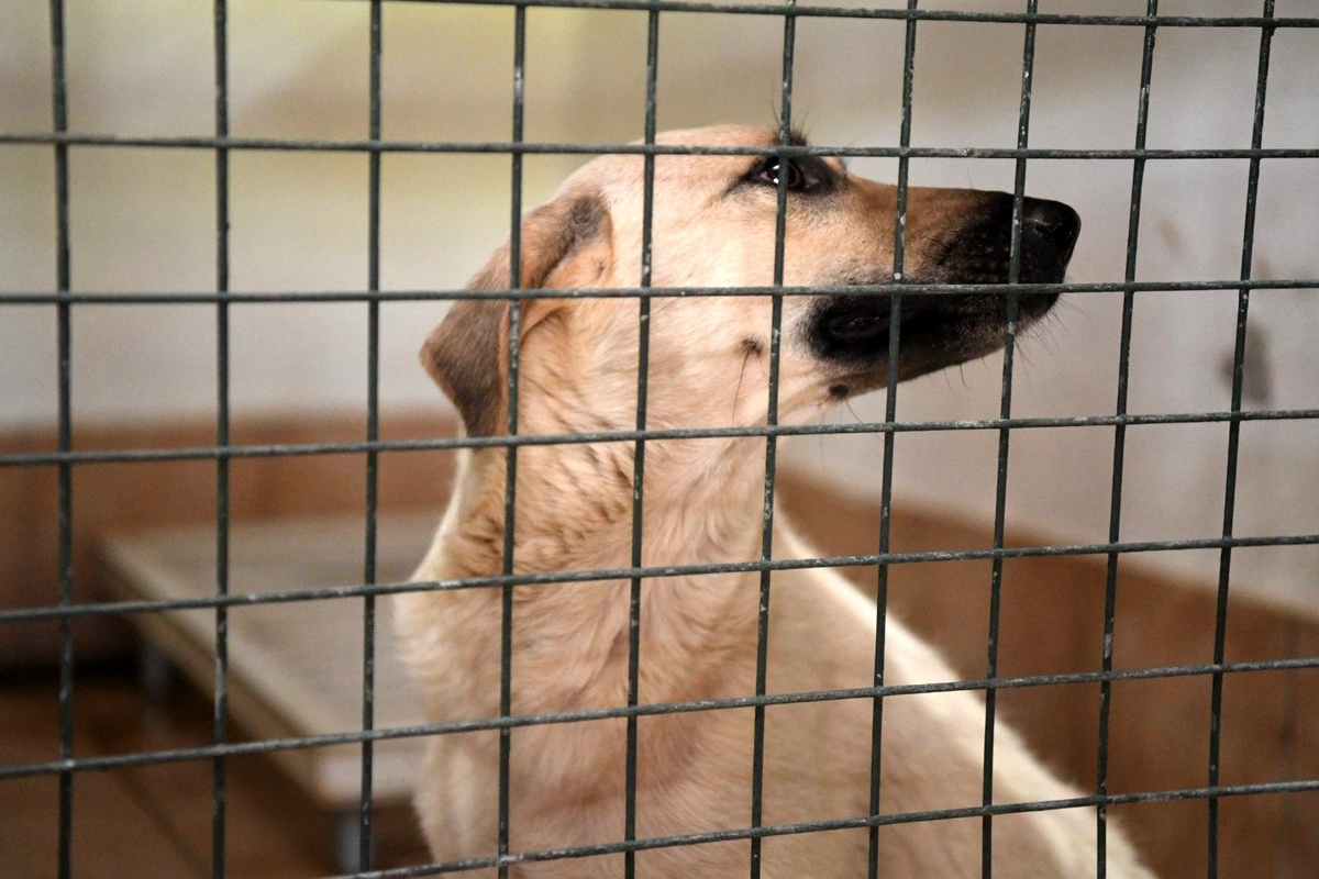 Manavgat Hayvan Barınağındaki kedi ve köpekler Konyaaltı\'nda