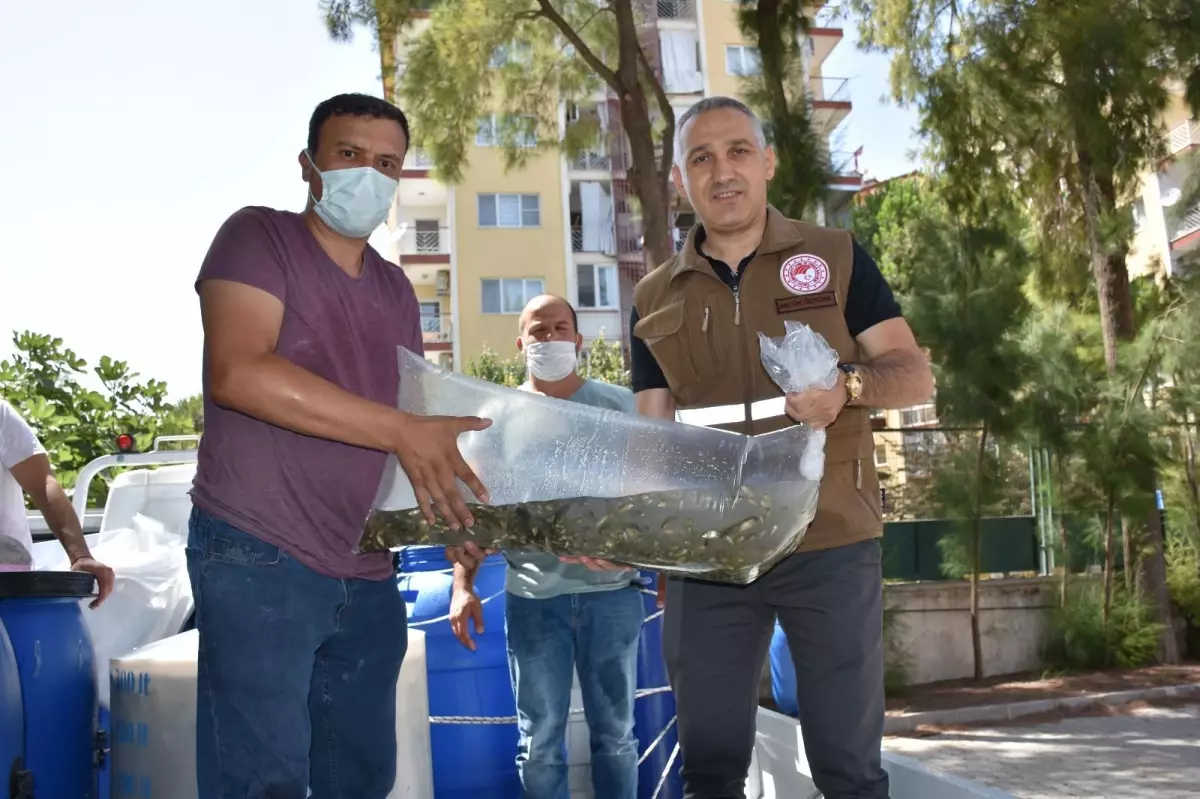 Manisa\'da 694 bin pullu sazan yavrusu göl ve göletlere bırakıldı