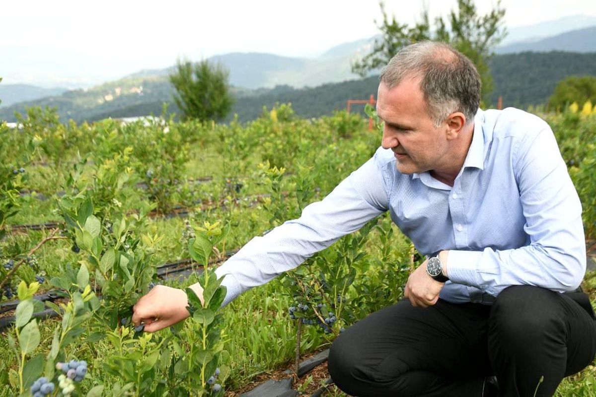 Şifa kaynağı yaban mersini İnegöl\'de depolanıyor
