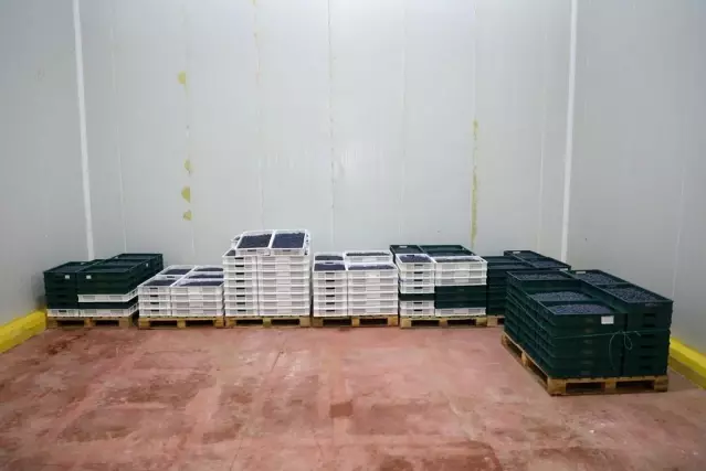 Şifa kaynağı yaban mersini İnegöl'de depolanıyor Şifa kaynağı yaban mersini İnegöl'de depolanıyor