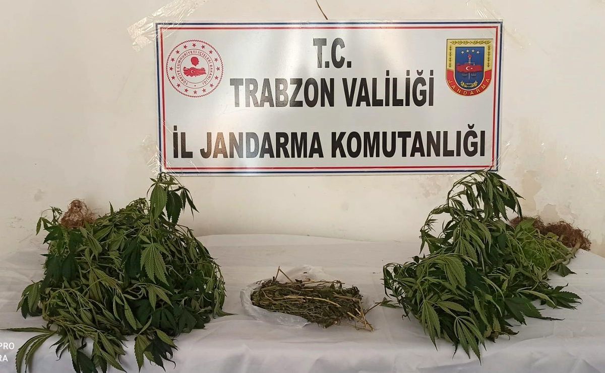 Trabzon\'da 152 kök Hint keneviri ele geçirildi