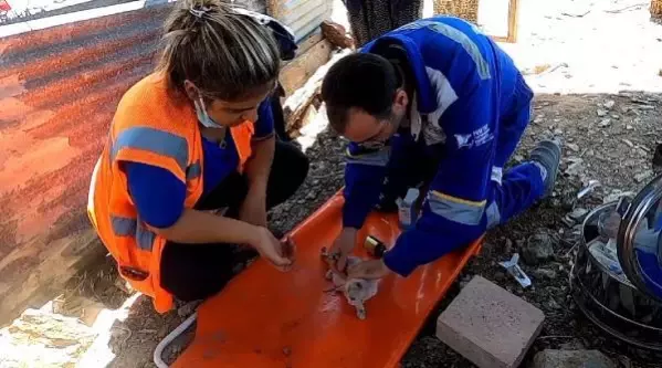 Yangında yaralanan hayvanlara tedavi