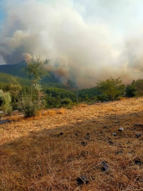 Bodrum'da makilik yangını (5)