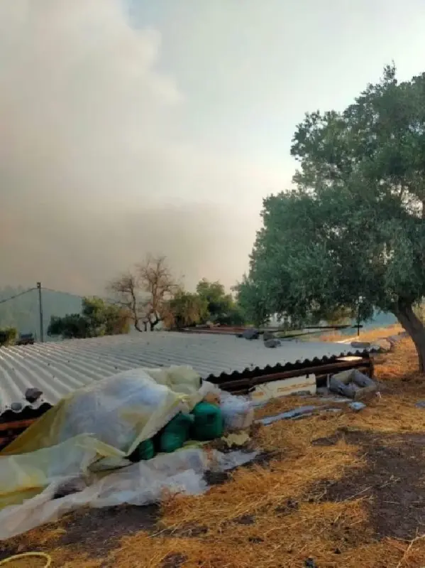 Bodrum'da makilik yangını (5)