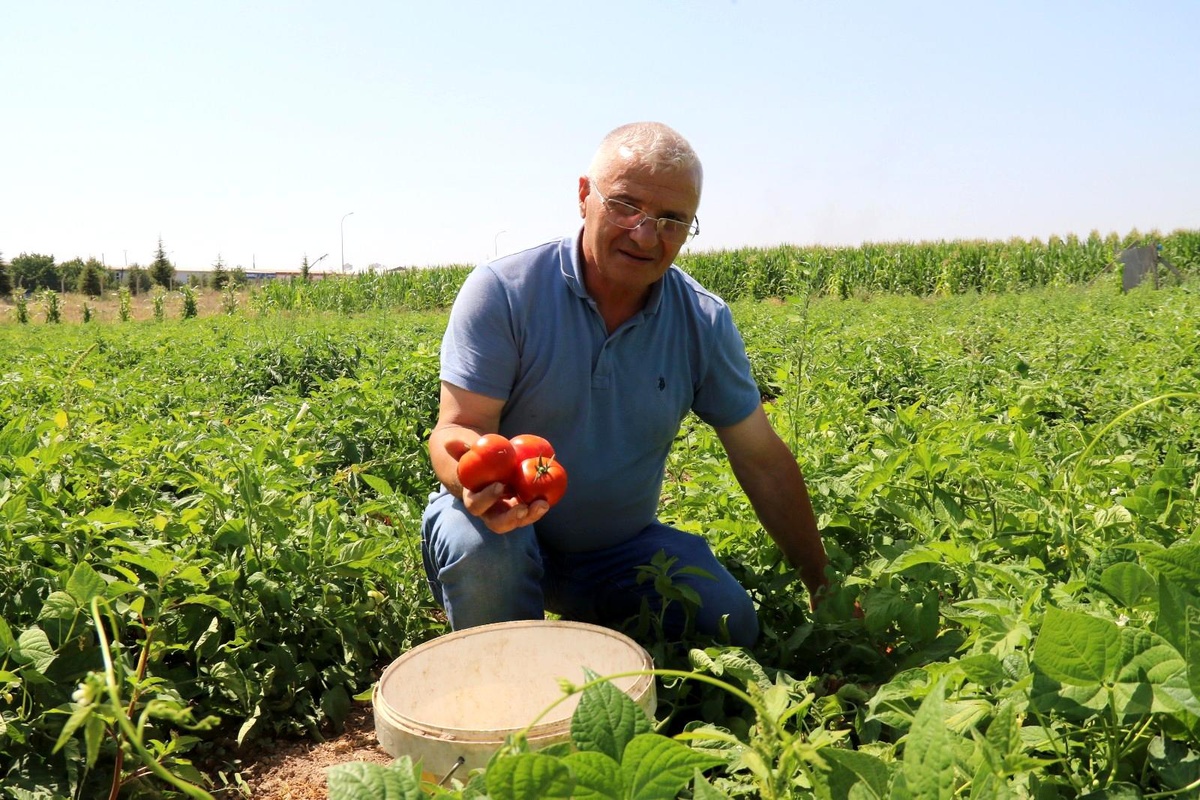 Bu domatesler dalından vatandaşa ulaştırılıyor