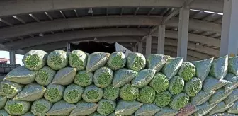 Fasulye fiyatı ile hem üreticisinin hem de esnafın yüzünü güldürmeye başladı