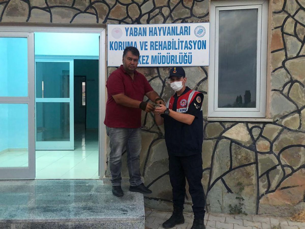 Son Dakika | Jandarma ekiplerinin bulduğu yaralı ebabil tedaviye alındı