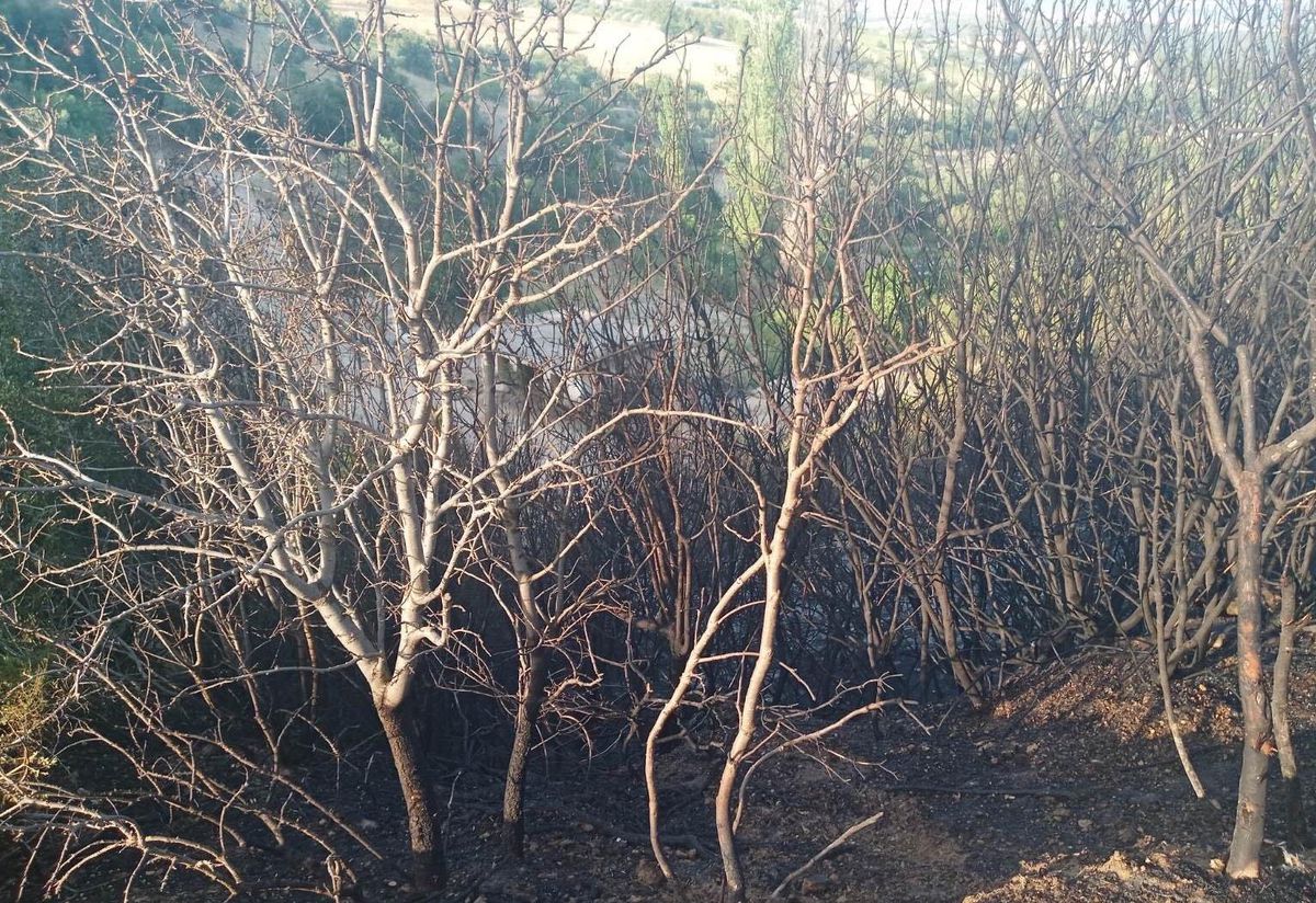 Son dakika haberi | Manisa\'nın Demirci ilçesinde çıkan yangında 3 dönüm alan zarar gördü