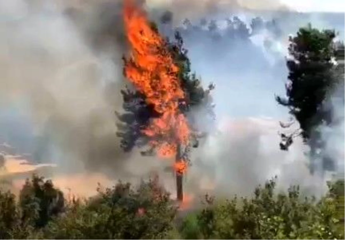 Milas\'da orman yangını çıktı