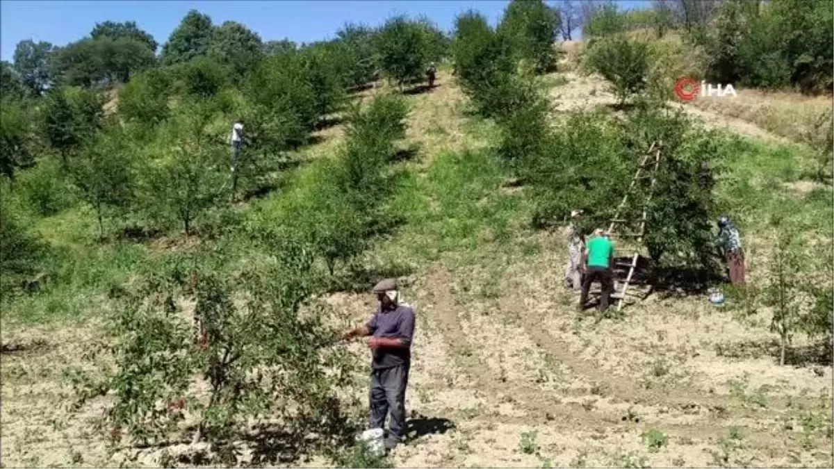 Pazarlar ilçesinde vişne sezonu başladı