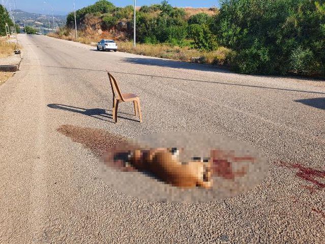 Sokak köpeğini av tüfeğiyle vurup öldürdü