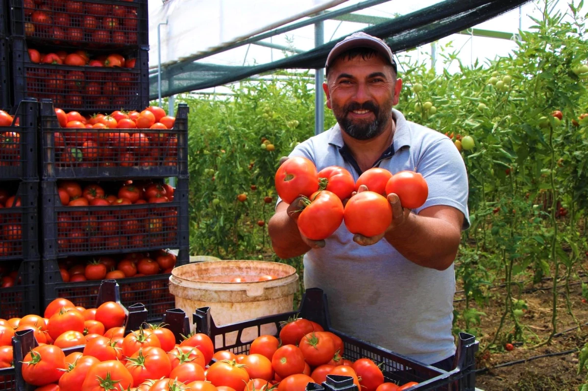 Amasya\'da domates, üreticisini sevindirdi