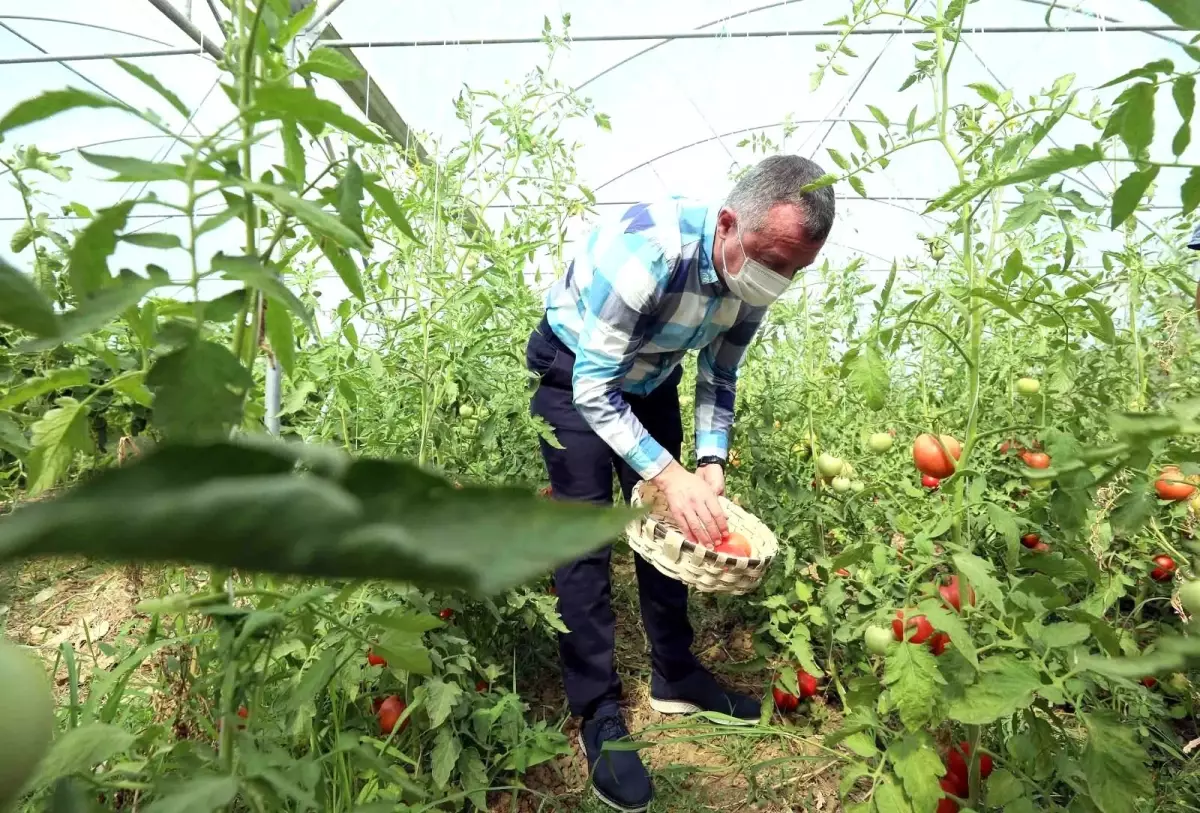 Bayraktar köyünde ilk hasadı Başkan Büyükakın yaptı