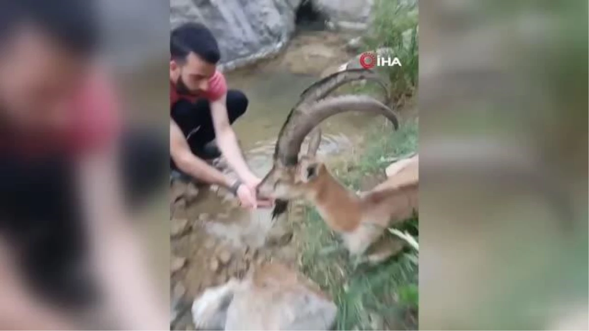 Hasta yaban keçisini 3 kilometre sırtında taşıdı