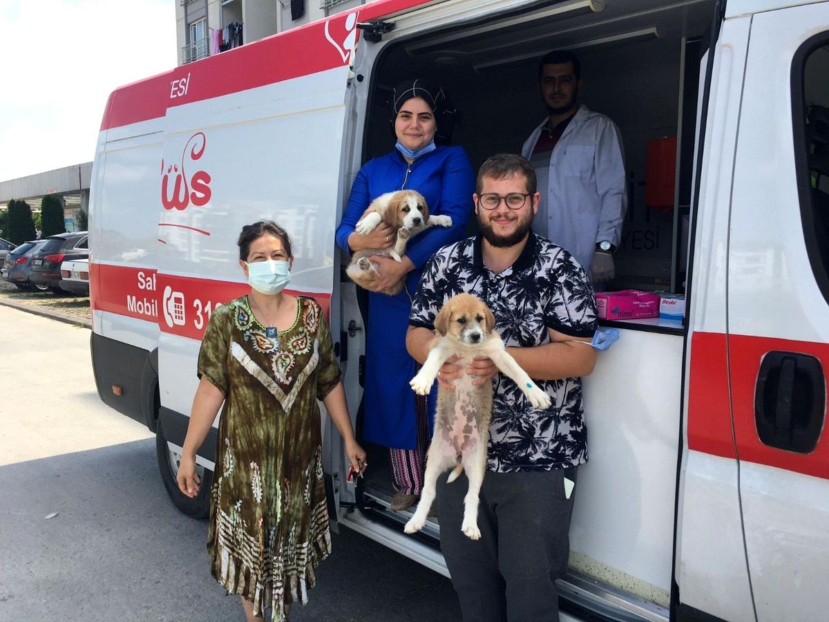 İzmit\'te sokak hayvanlarının bakımları yapılıyor
